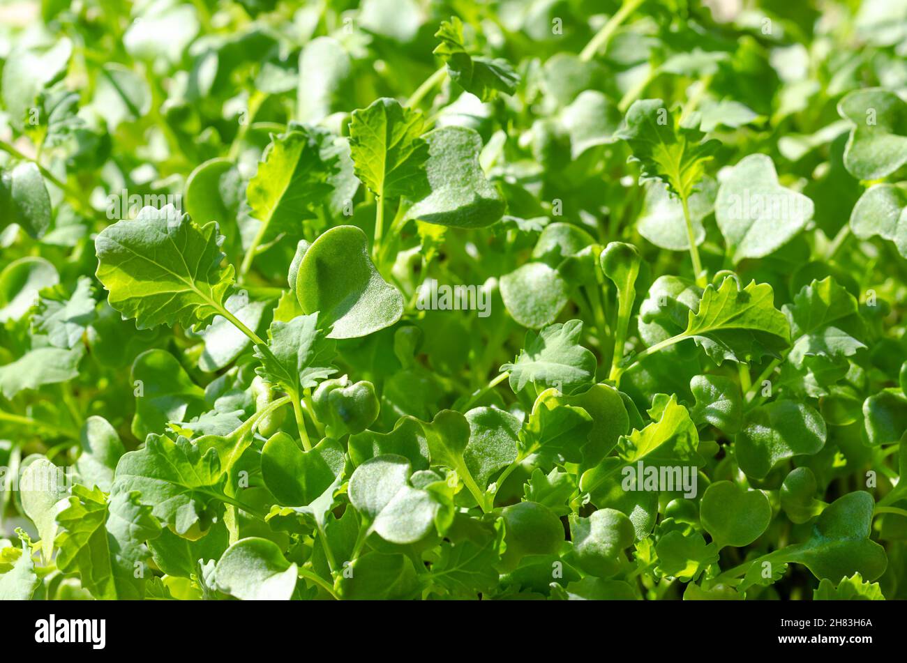 Kale microgreens, from above, close up. Fresh seedlings, and growing green shoots of leaf cabbage, Brassica oleracea var. sabellica. Stock Photo