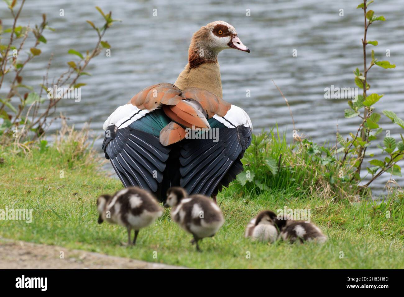 Egyptian Goose (Alopochen aegyptiaca), male watching over goslings, Lower Saxony, Germany Stock Photo