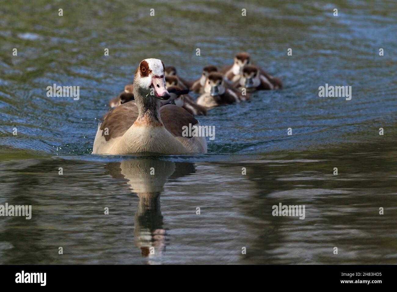 Egyptian Goose (Alopochen aegyptiaca), female leading goslings across lake, Lower Saxony, Germany Stock Photo