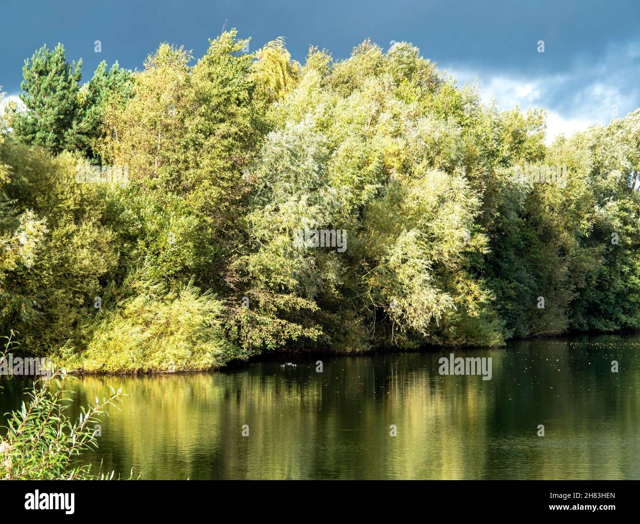 Trees beside a pond at North Cave Wetlands, East Yorkshire, England Stock Photo