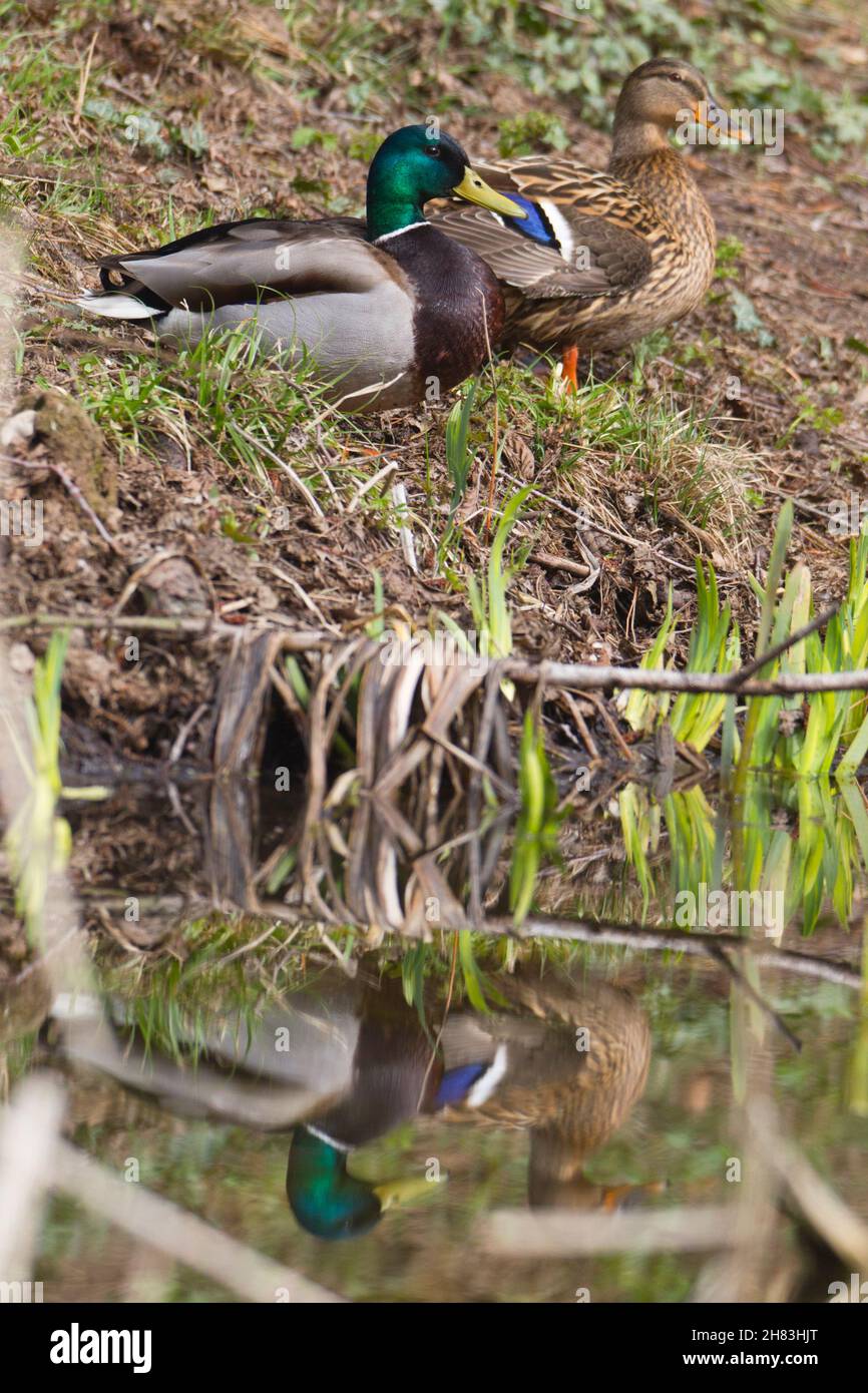 Mallard, (Anas platyrhynchos), drake and duck, resting on lake edge, Lower Saxony, Germany Stock Photo