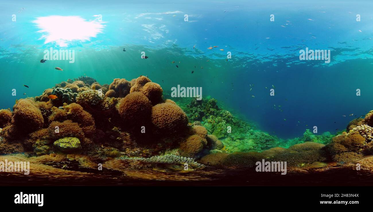 Underwater fish garden reef. Reef coral scene. Seascape under water. Philippines. Virtual Reality 360. Stock Photo