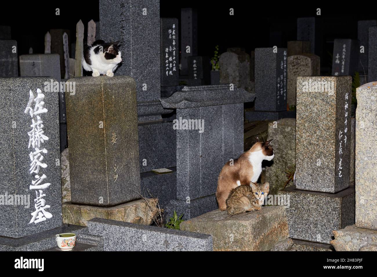 Feeding Cats on famous Aoshima nekojima Japanese cat island pier Stock  Photo