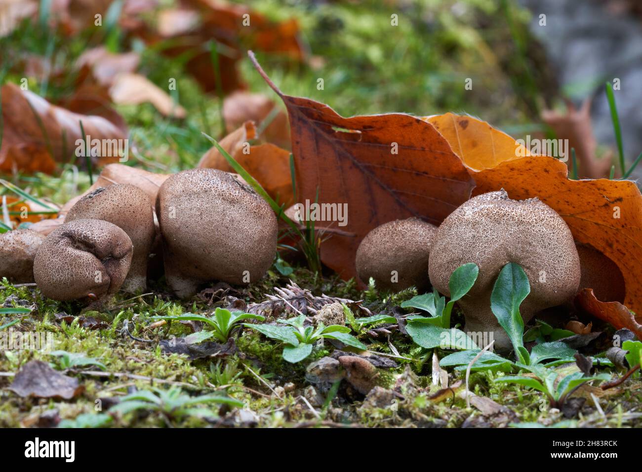 Edible mushroom Lycoperdon pyriforme in spruce forest. Known as pear-shaped puffball or stump puffball. Old wild mushrooms growing in the grass. Stock Photo