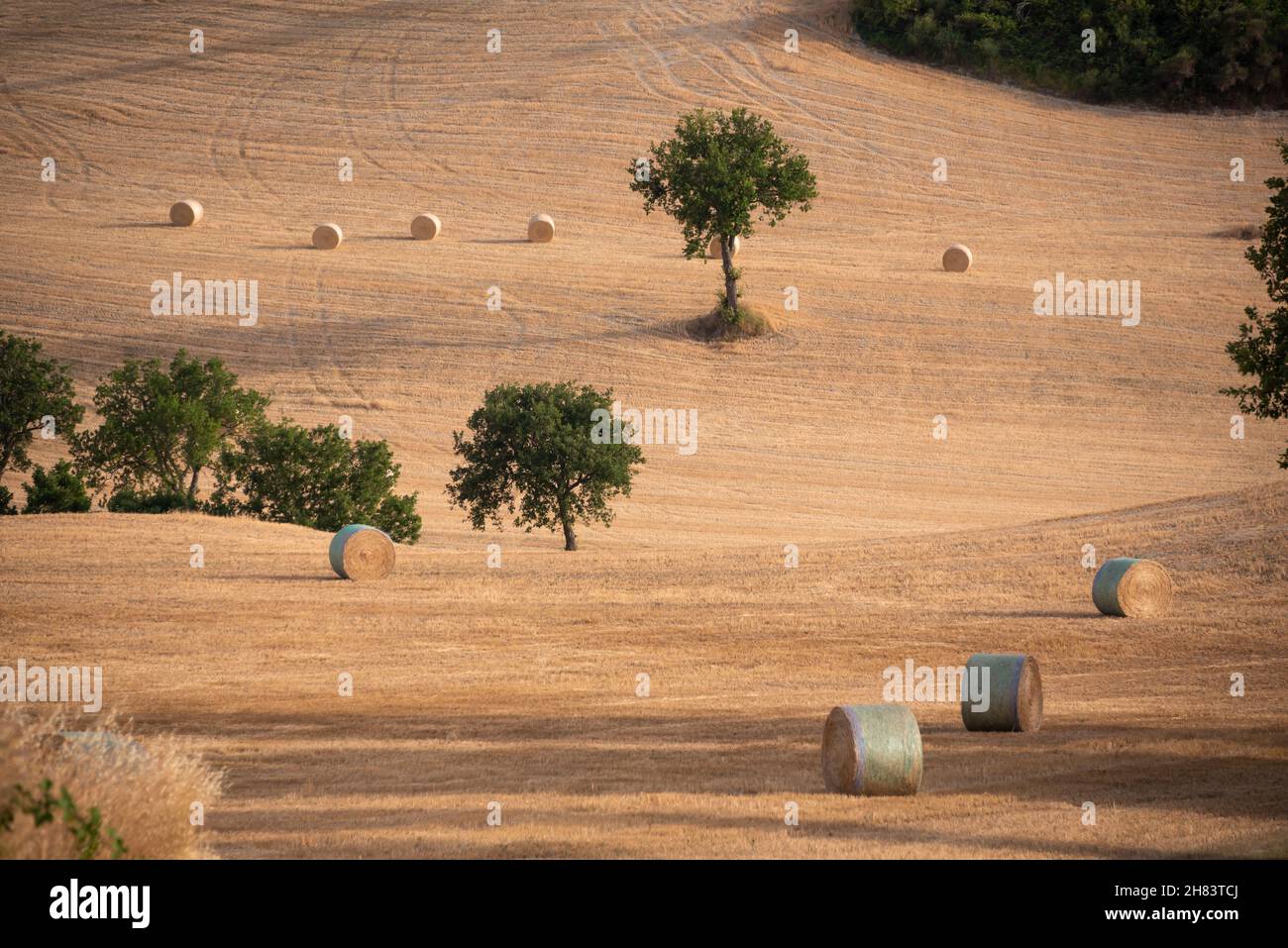 Rural landscape with hay bales in fields in countryside Stock Photo - Alamy
