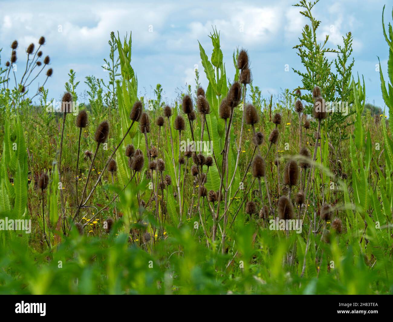 Teasels and a cloudy blue sky in East Yorkshire, England Stock Photo