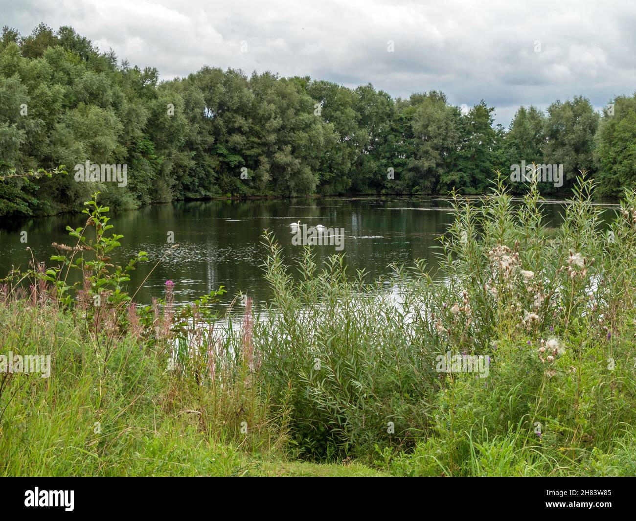 Pond with two swans at North Cave Wetlands, East Yorkshire, England