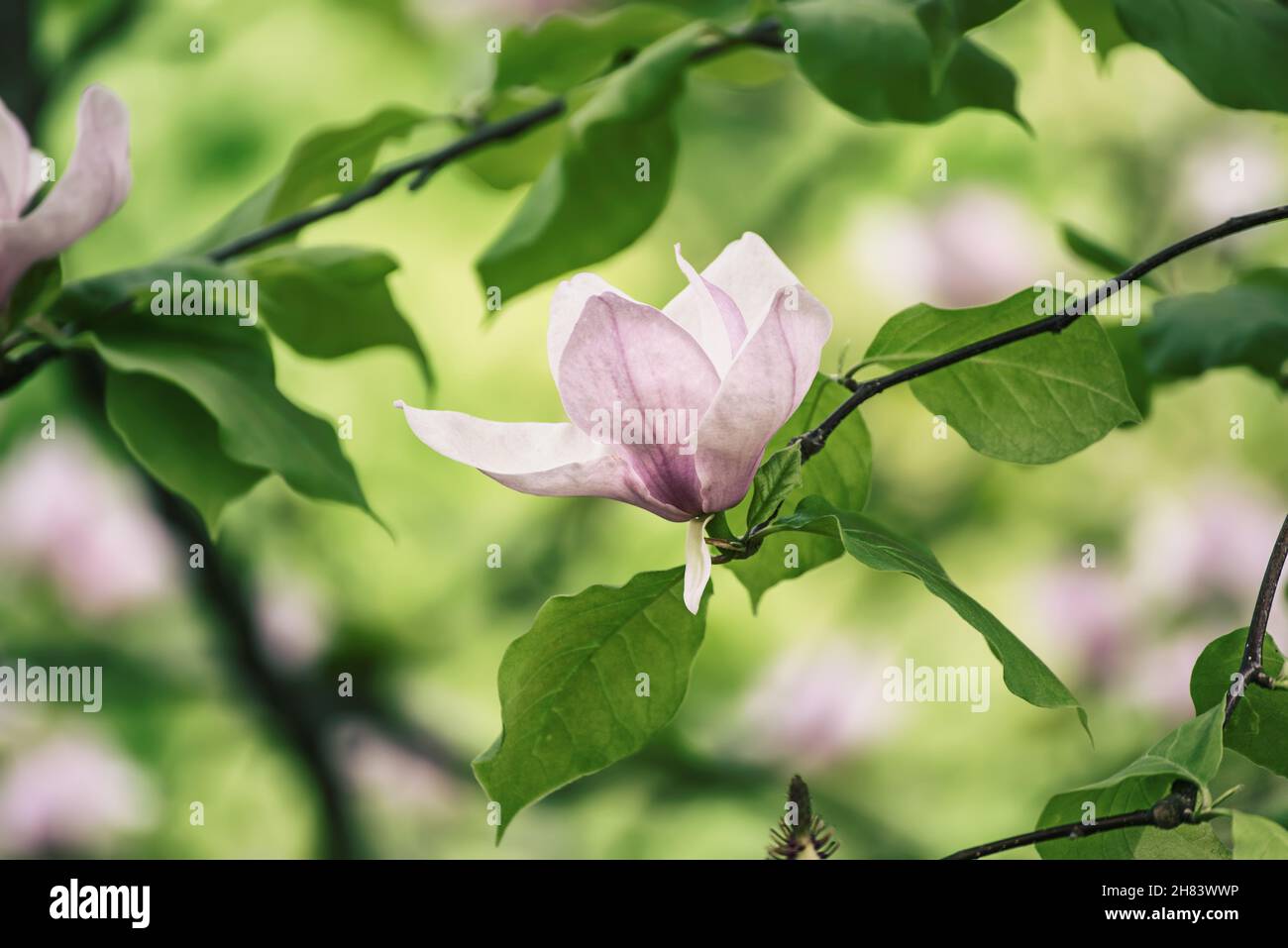 Magnolia spring flowers Stock Photo - Alamy