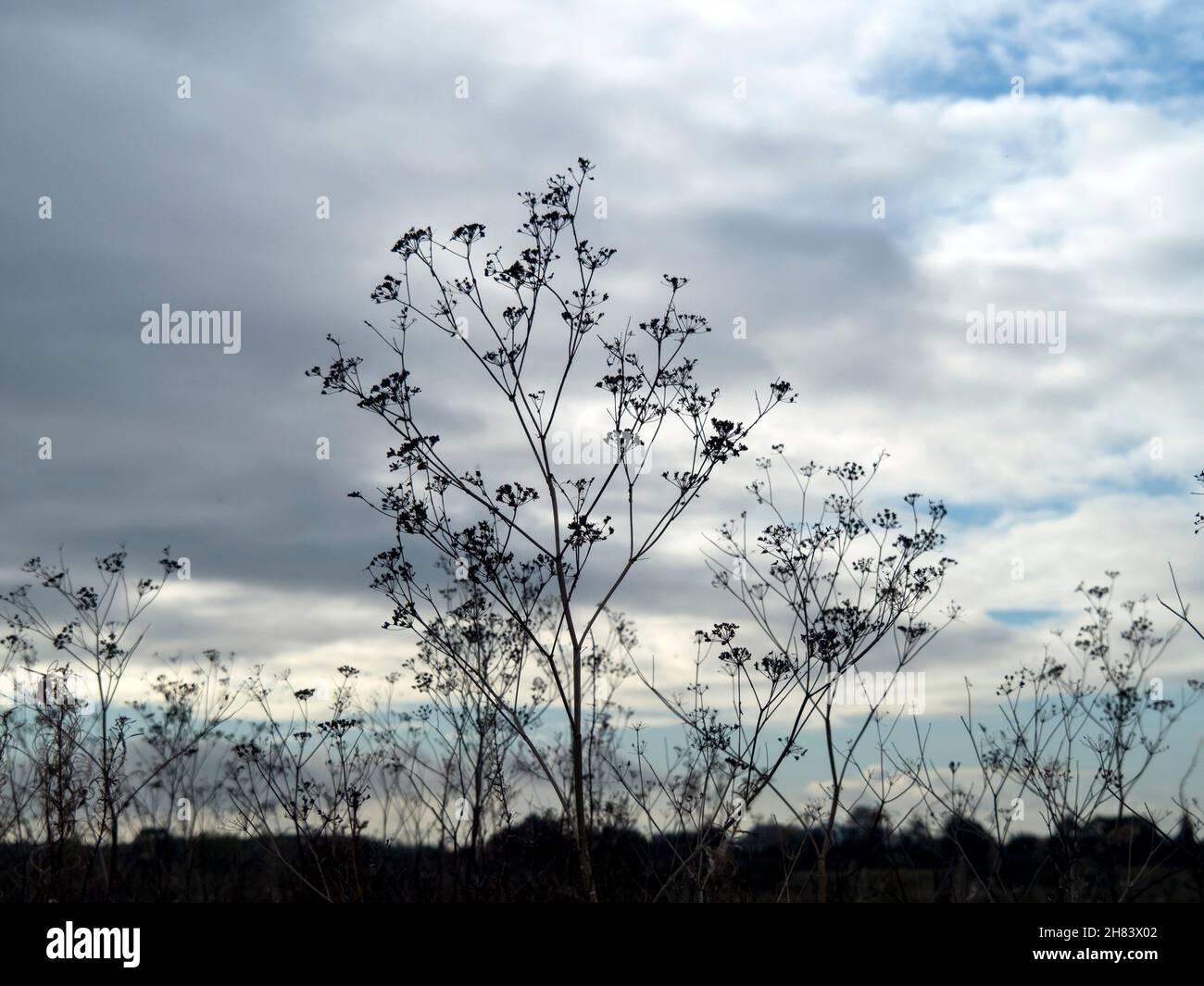 Finished wild flowers against a cloudy sky Stock Photo