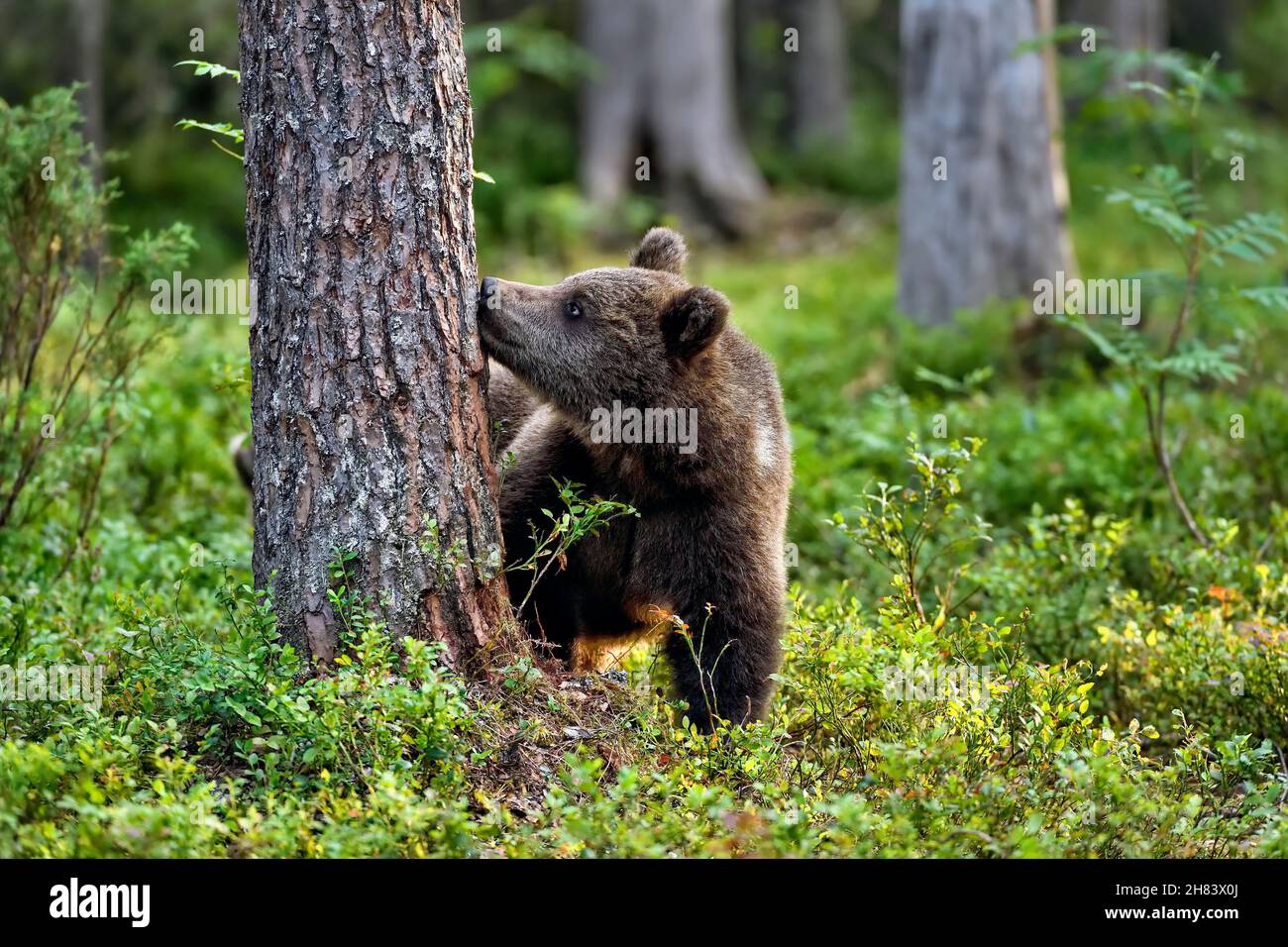 Sense of smell is important way to observe environment for bears Stock Photo