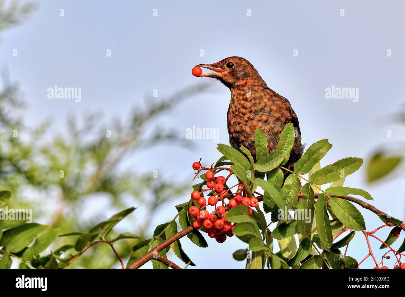 Rowanberry counting has begun for this season. Stock Photo