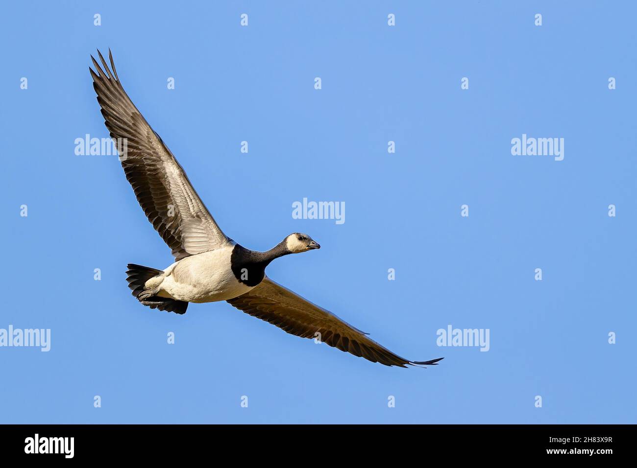 Barnacle goose. Ready to migrate. Stock Photo