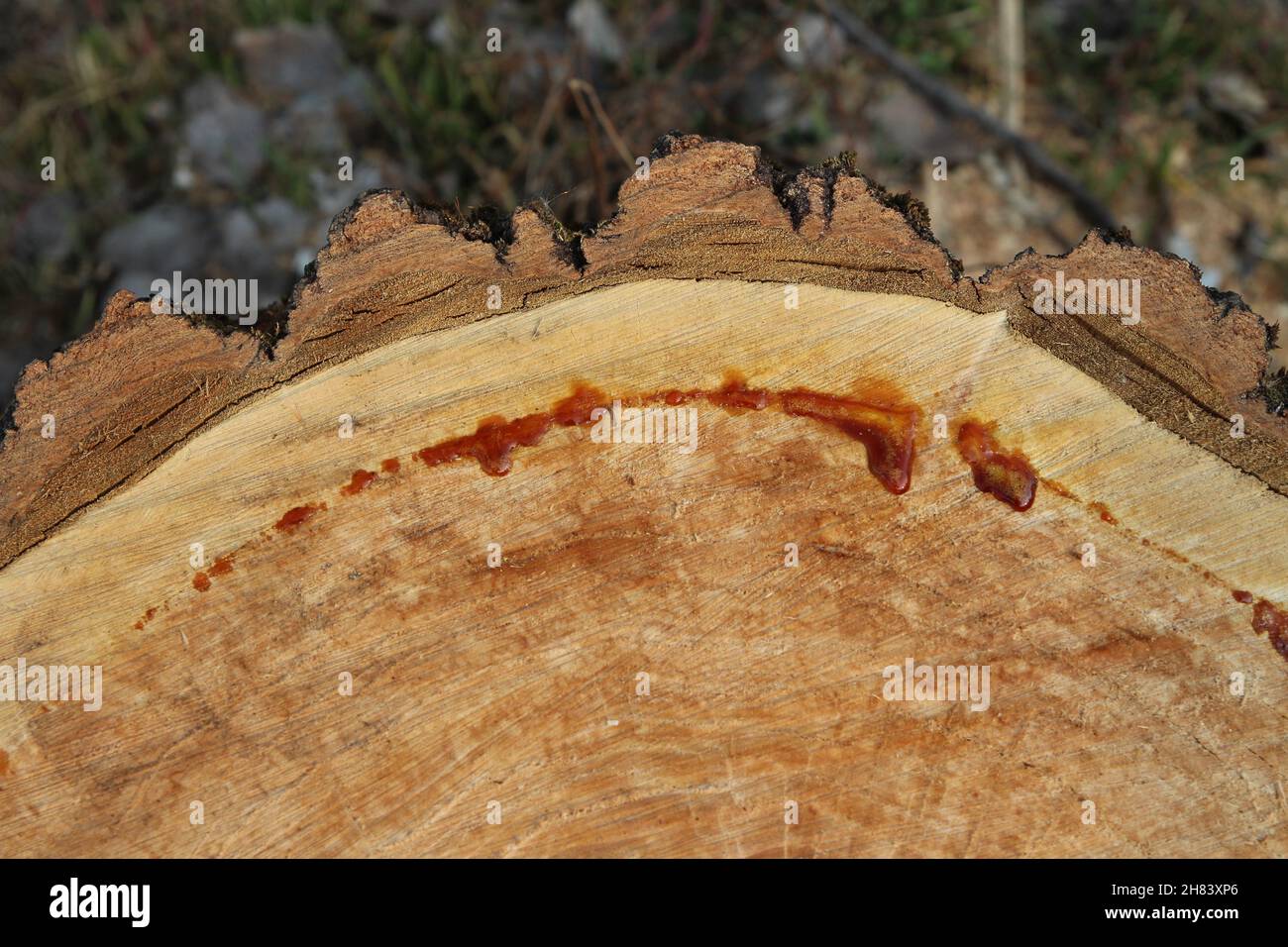 A tree stump of a chopped tree. Stock Photo