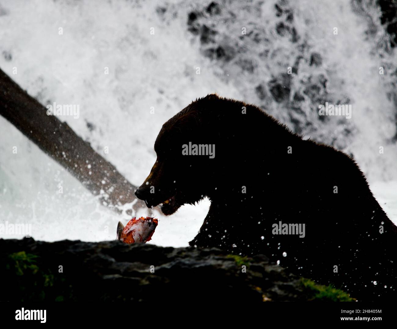 Brooks falls.Katami.bear nad prey Stock Photo