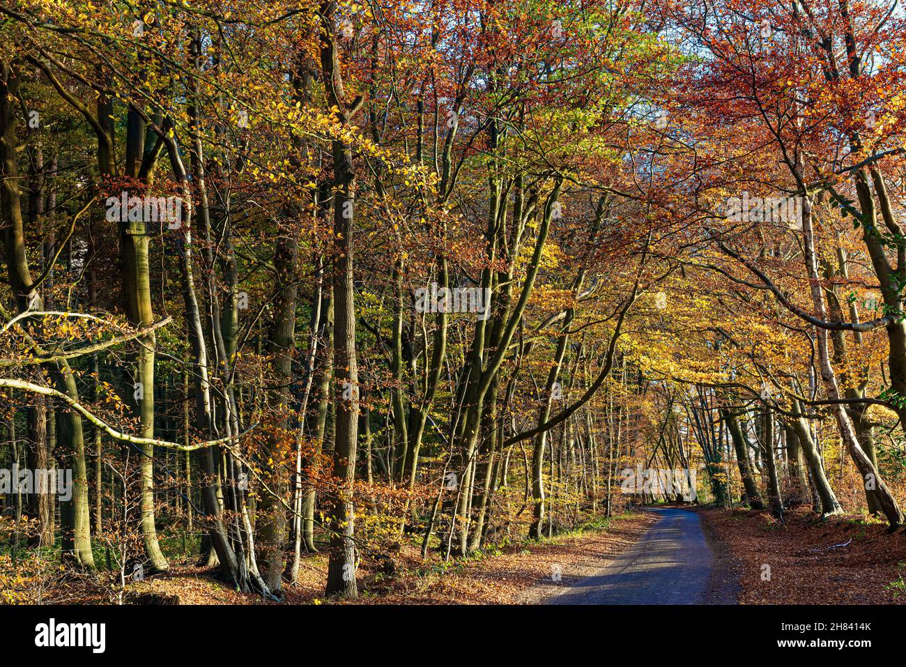 Beech trees with the November afternoon sun shining through along a ...