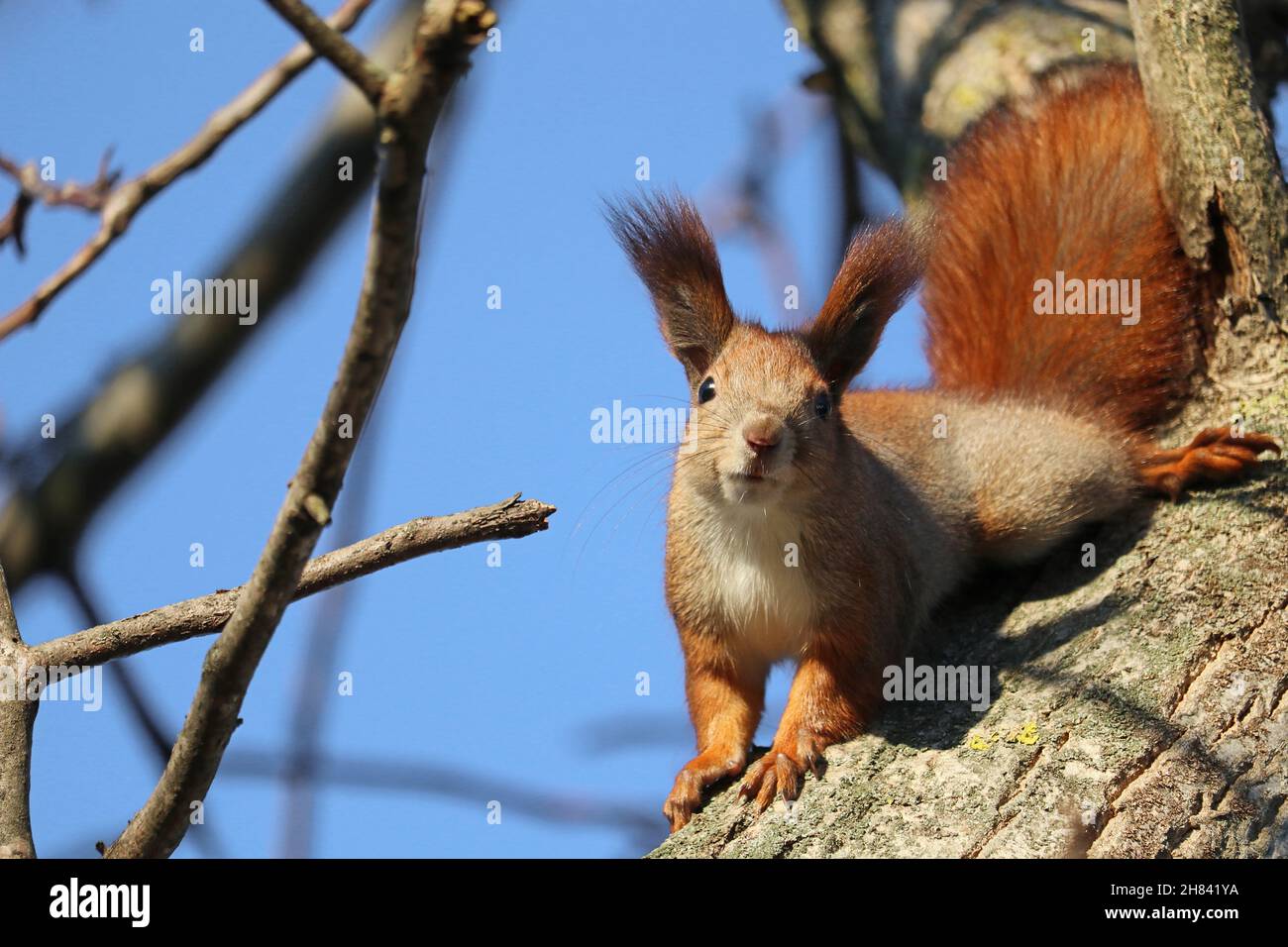 Eurasian red squirrel (Sciurus) on the tree. Portrait squirrel . Stock Photo