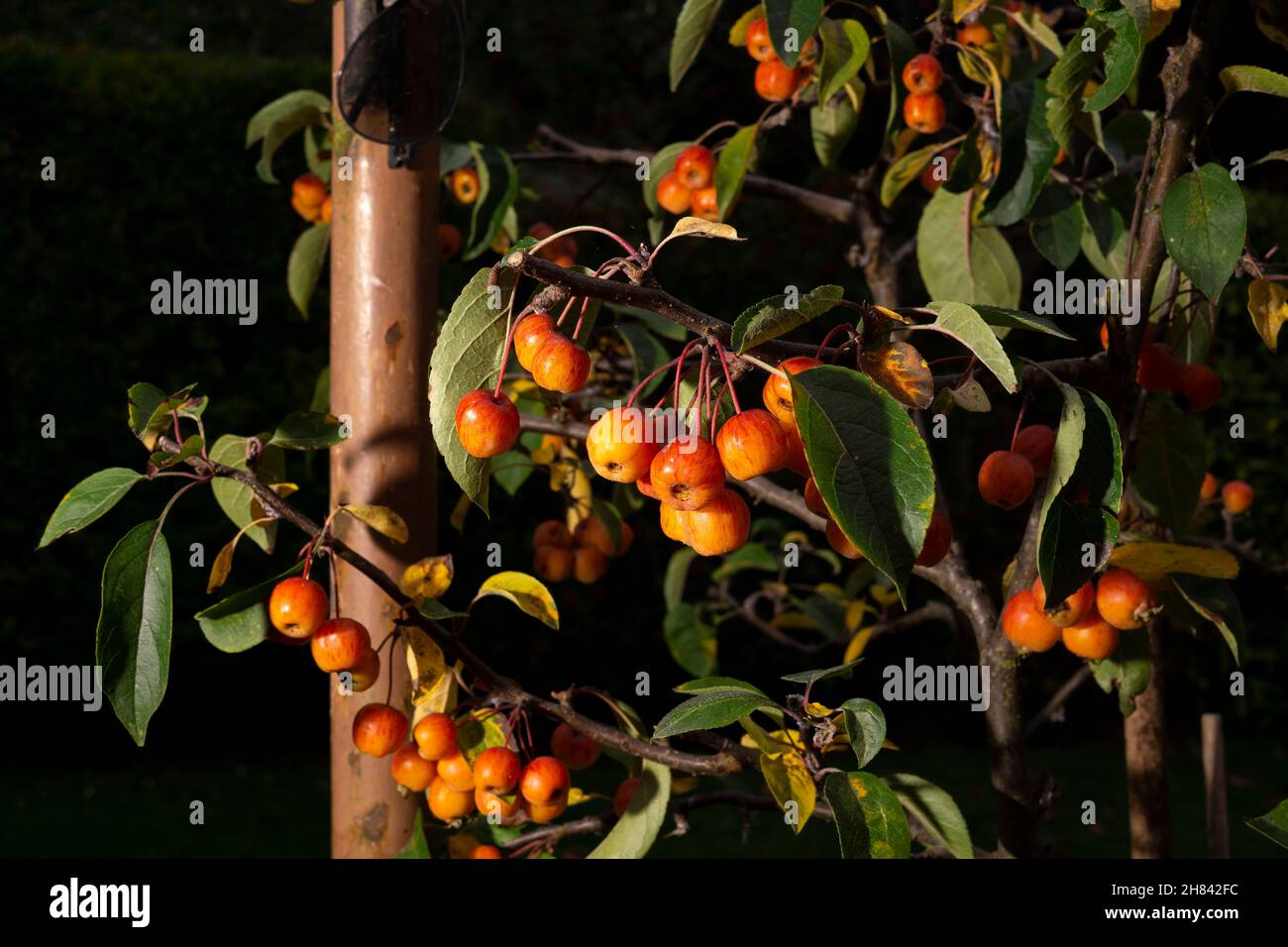 Dwarf crab apple tree hires stock photography and images Alamy