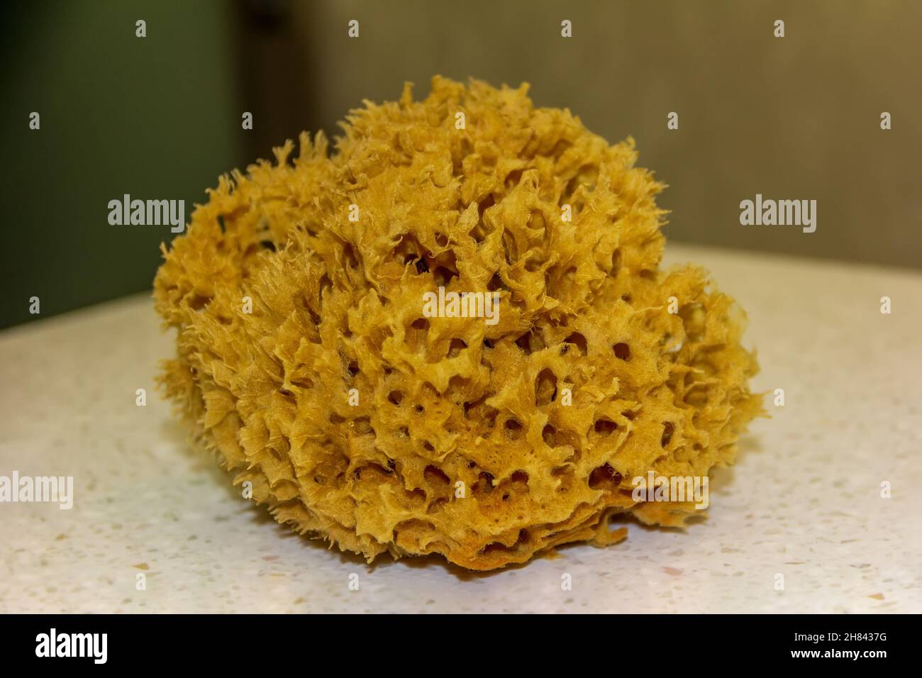 Porous organic sponge washing hi-res stock photography and images - Alamy