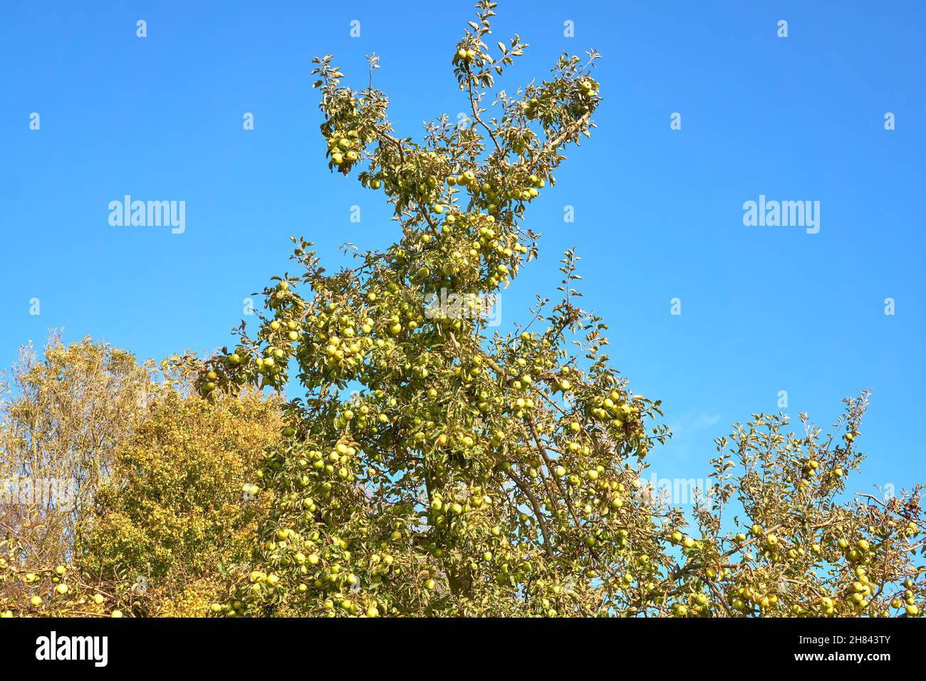 Lots of green apples on a tree Stock Photo