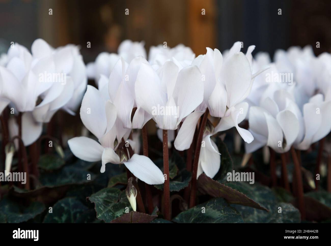 winter flowering white cyclamen Stock Photo