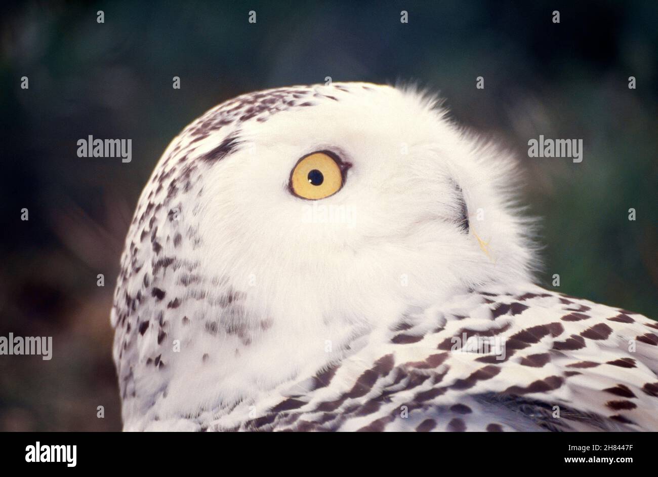 Bubo Scandiaca - Snowy owl Stock Photo - Alamy