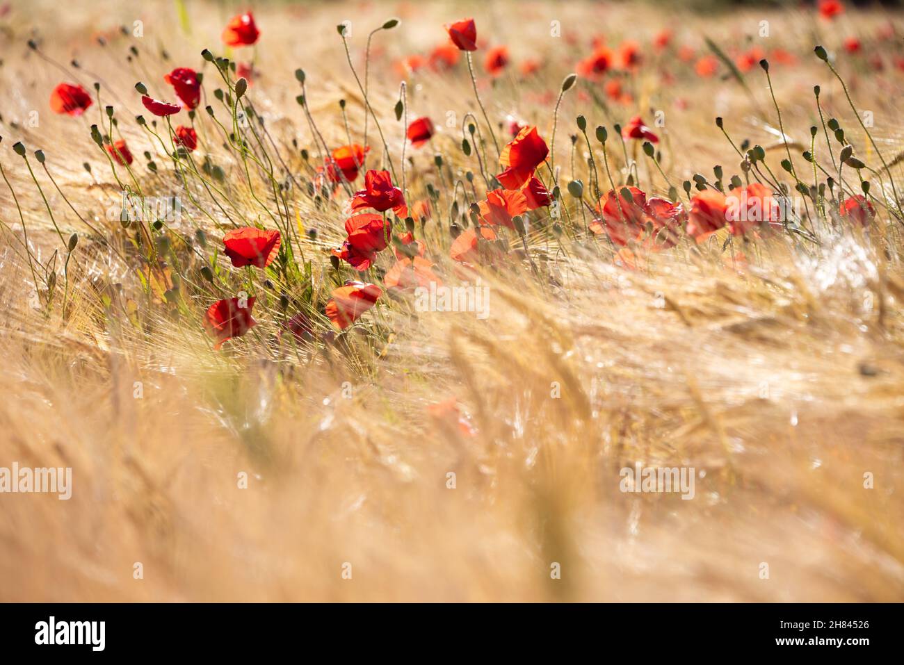 Beautiful bright wild flowers in summer meadow Stock Photo - Alamy