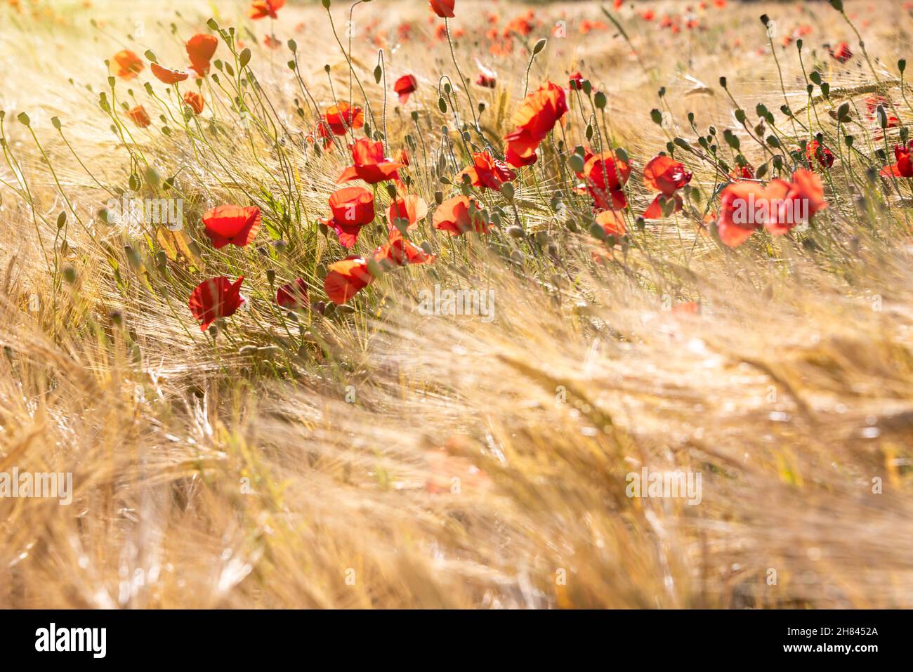 Beautiful bright wild flowers in summer meadow Stock Photo - Alamy