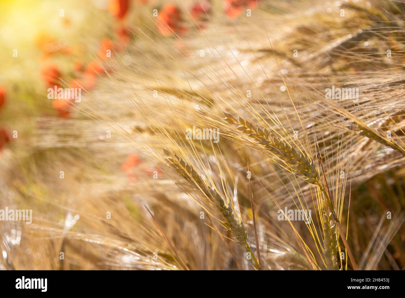 Beautiful bright wild flowers in summer meadow Stock Photo - Alamy
