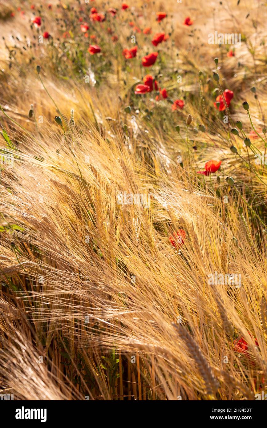 Beautiful bright wild flowers in summer meadow Stock Photo - Alamy