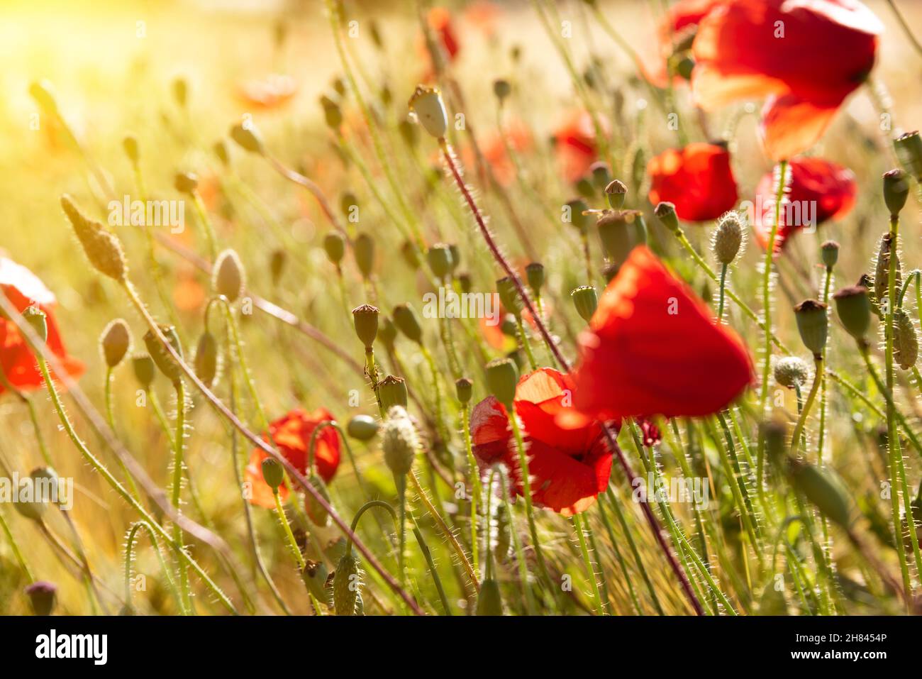 Beautiful bright wild flowers in summer meadow Stock Photo - Alamy