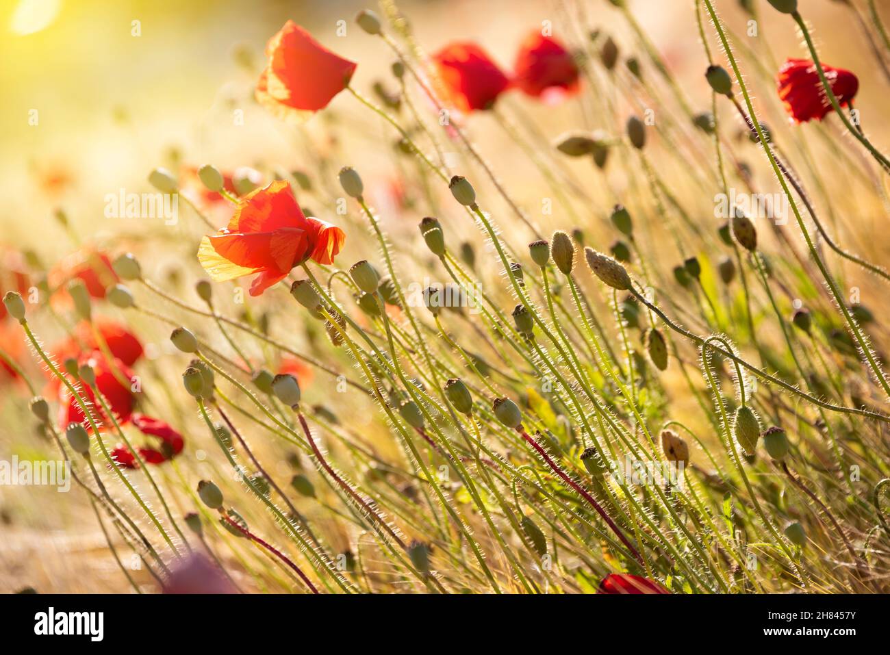 Beautiful bright wild flowers in summer meadow Stock Photo - Alamy