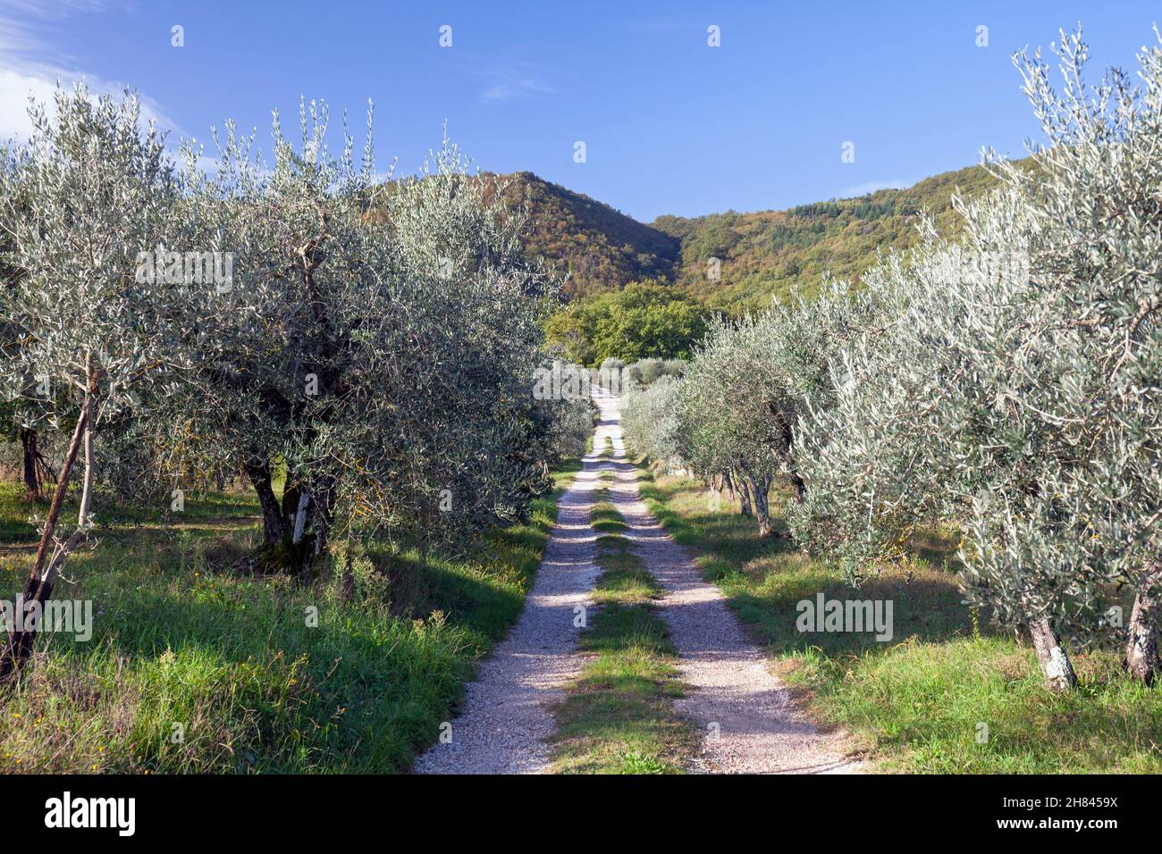 Europe, Italy, Tuscany, Near San Michele, Tuscan Country Lane leading to Poderaccio Organic Farm through Olive Trees Stock Photo