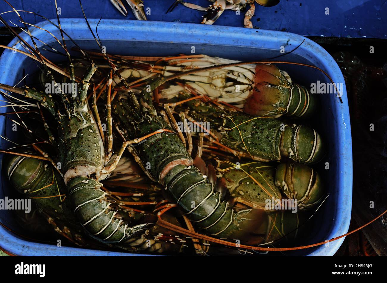 Lobster fish in india hires stock photography and images Alamy