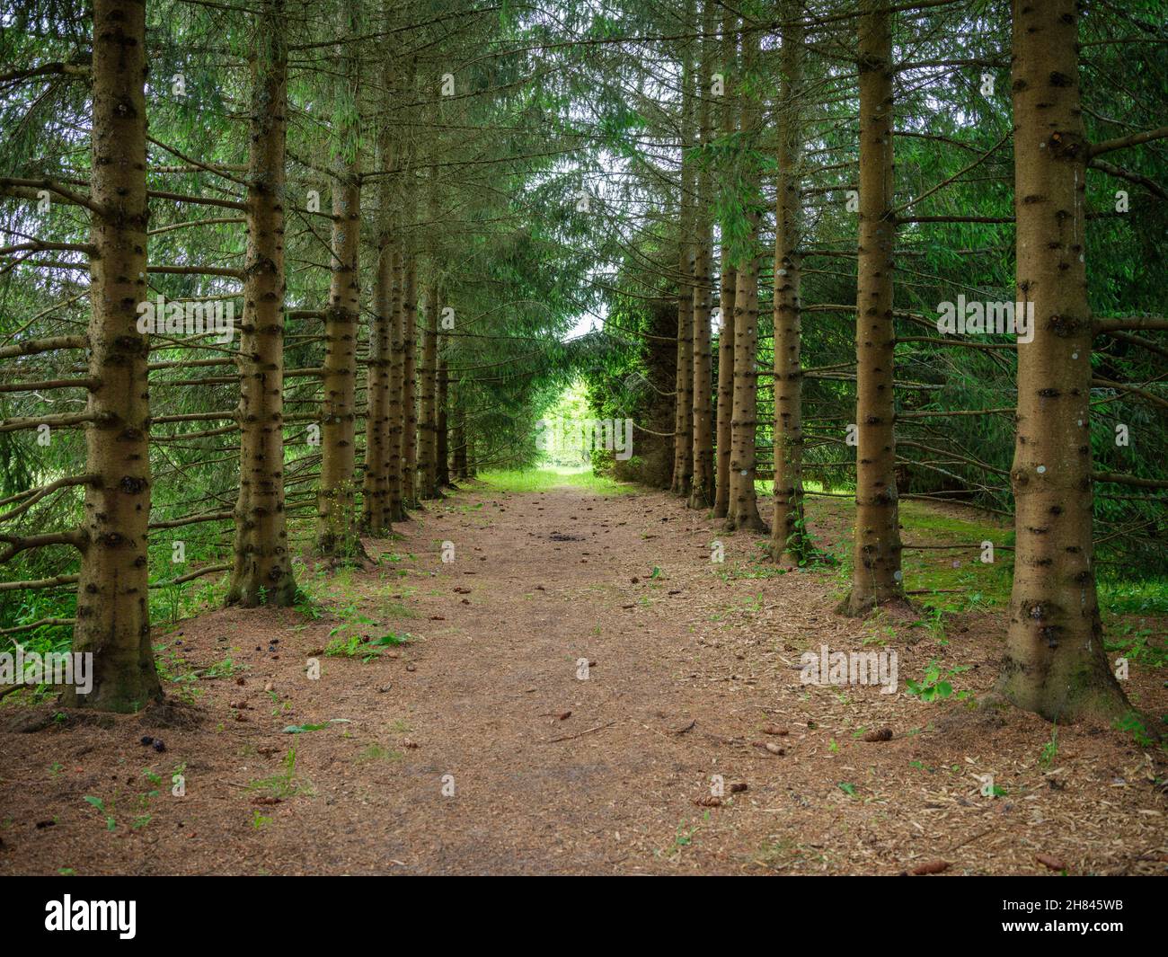 simple asphalt road in perspective with clear direction Stock Photo - Alamy
