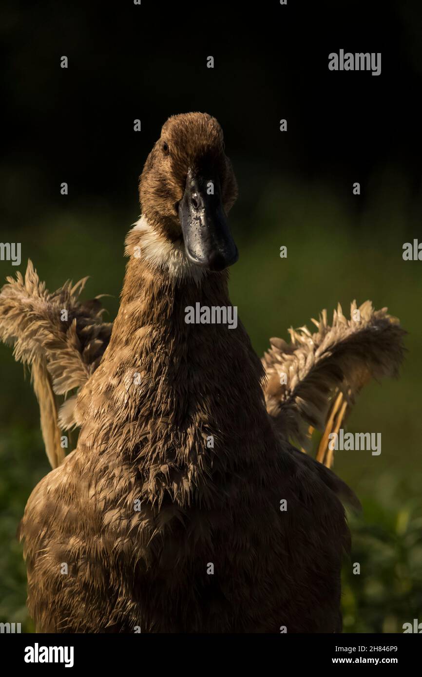 Beautiful Indian female domestic duck blowing her wings in the air Stock Photo