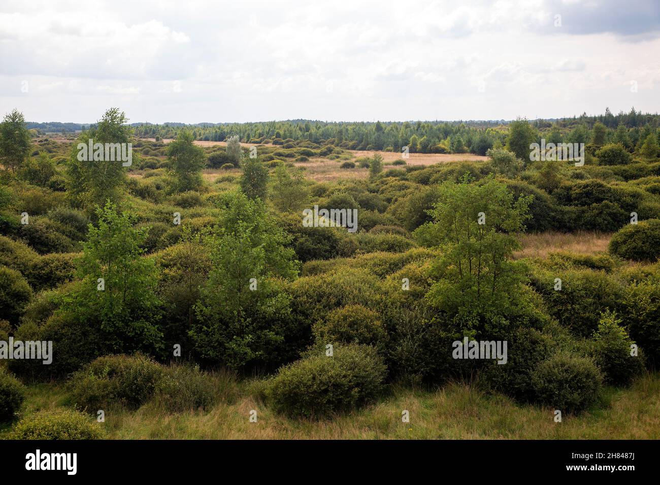 Area with spring of brook Amerdiep, shot from watchtower; Drenthe, Netherlands Stock Photo