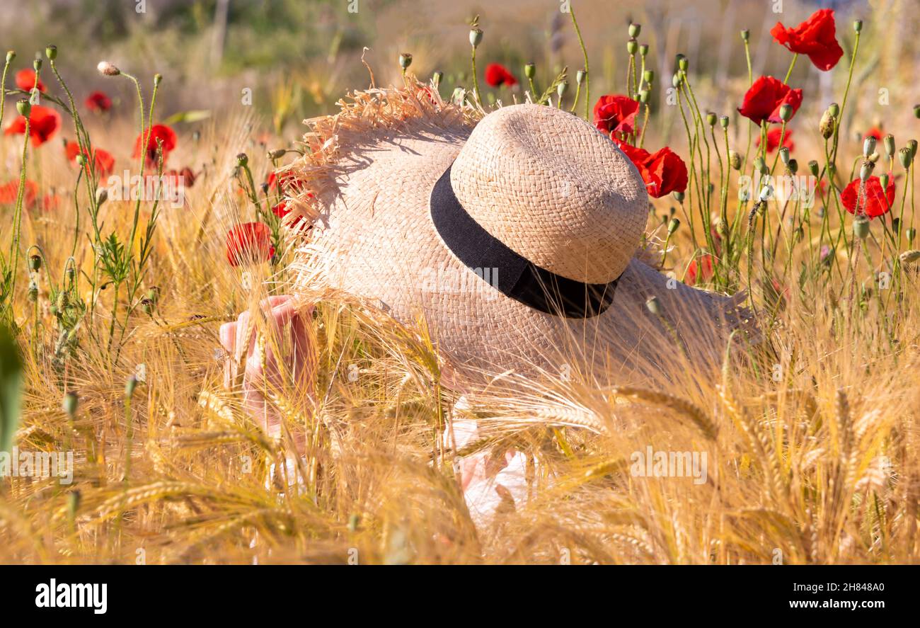 Beautiful bright wild flowers in summer meadow Stock Photo - Alamy