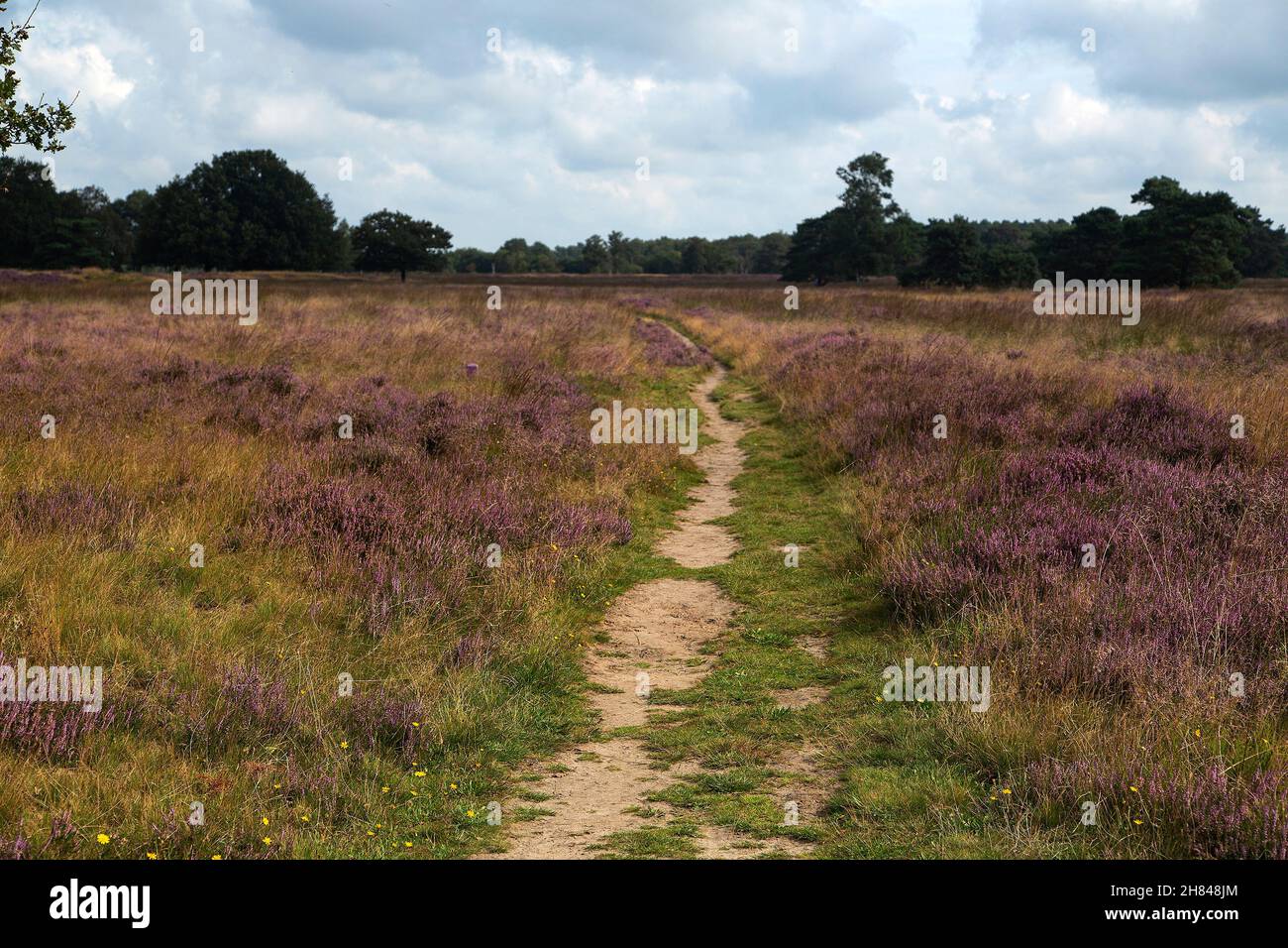 Footpath through heathland nature reserve Groote Zand, Hooghalen, Drenthe, Netherlands Stock Photo