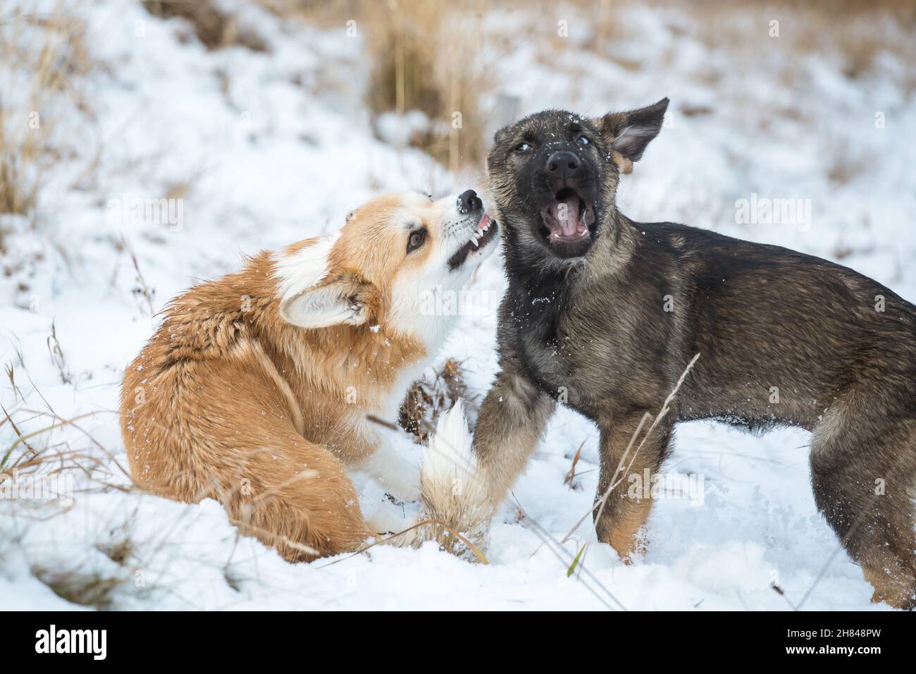 2 dogs playing in snow hi-res stock photography and images - Alamy
