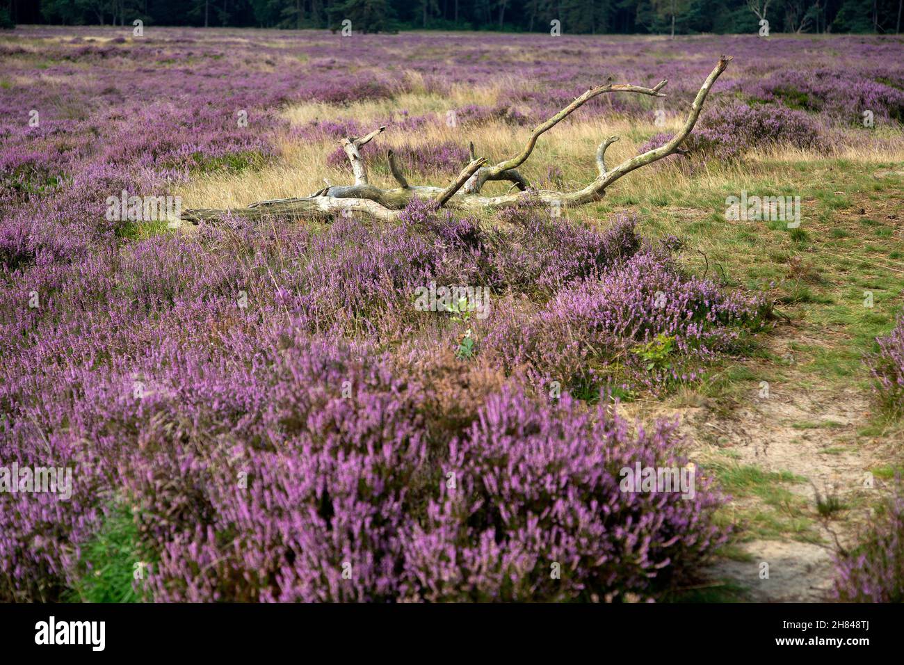 Heathland nature reserve Groote Zand, Hooghalen, Drenthe, Netherlands Stock Photo
