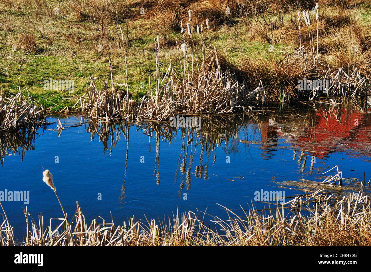 Selective of reeds by the lake in the morning Stock Photo - Alamy