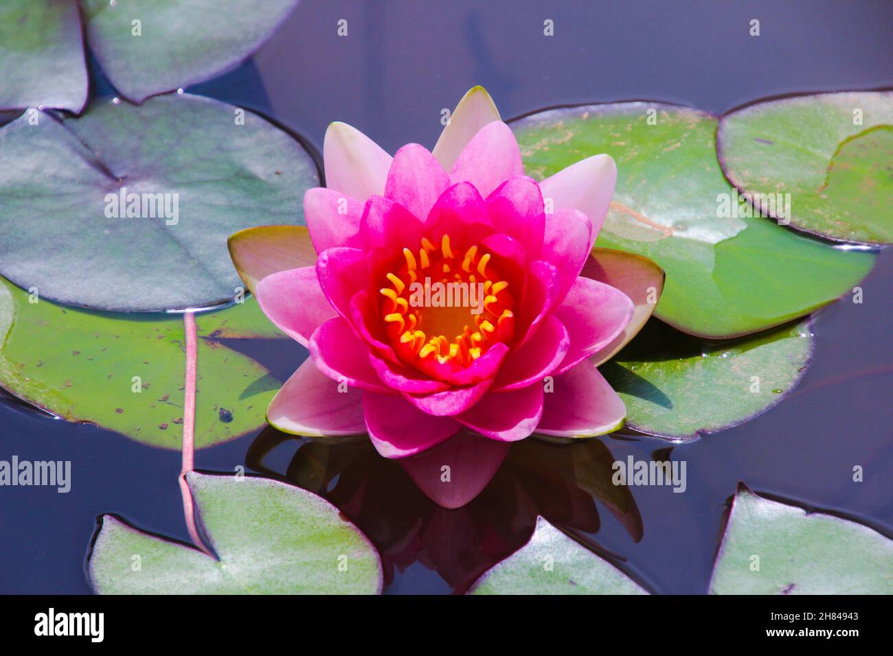 pink water lily in full bloom Stock Photo
