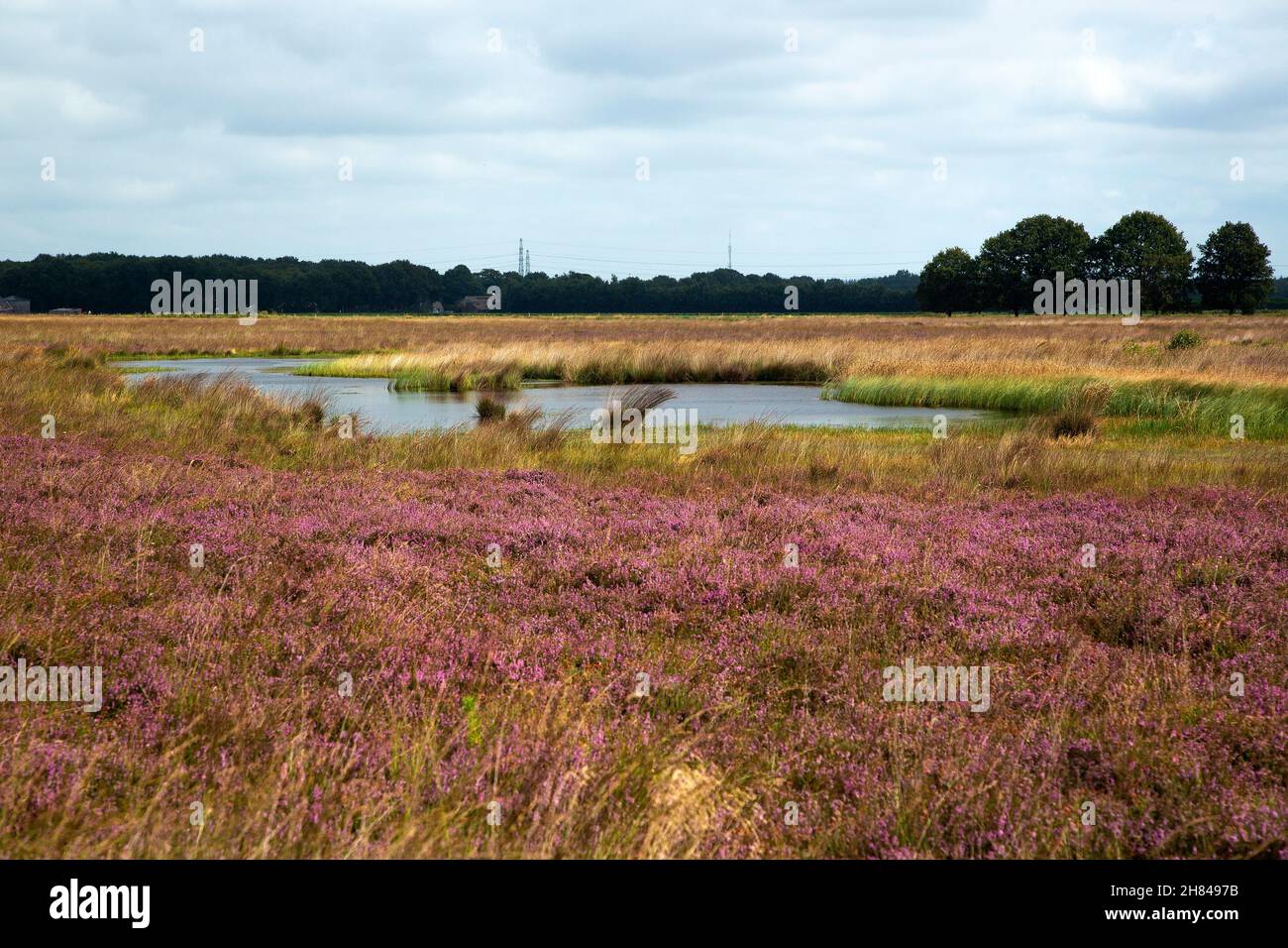 Mere in heathland nature reserve Hijkerveld, Drenthe, Netherlands Stock Photo