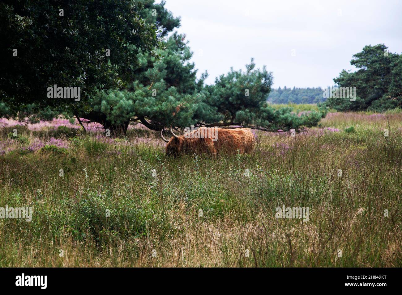 Scottish cow in heathland nature reserve Hijkerveld, Drenthe, Netherlands Stock Photo