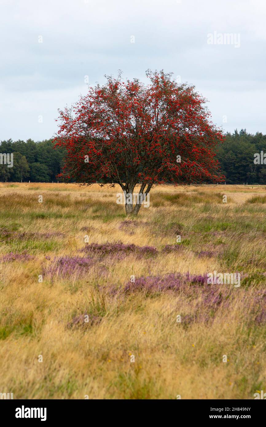 Red colored Hawthorn (Crataegus monogyna) on heathland nature reserve Hijkerveld, Drenthe, Netherlands Stock Photo