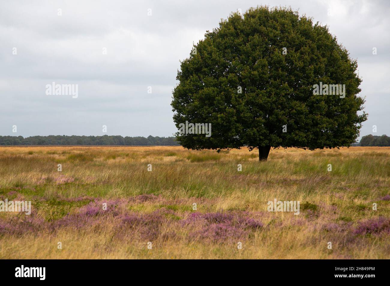 Solitary Common oak on heathland nature reserve Hijkerveld, Drenthe, Netherlands Stock Photo