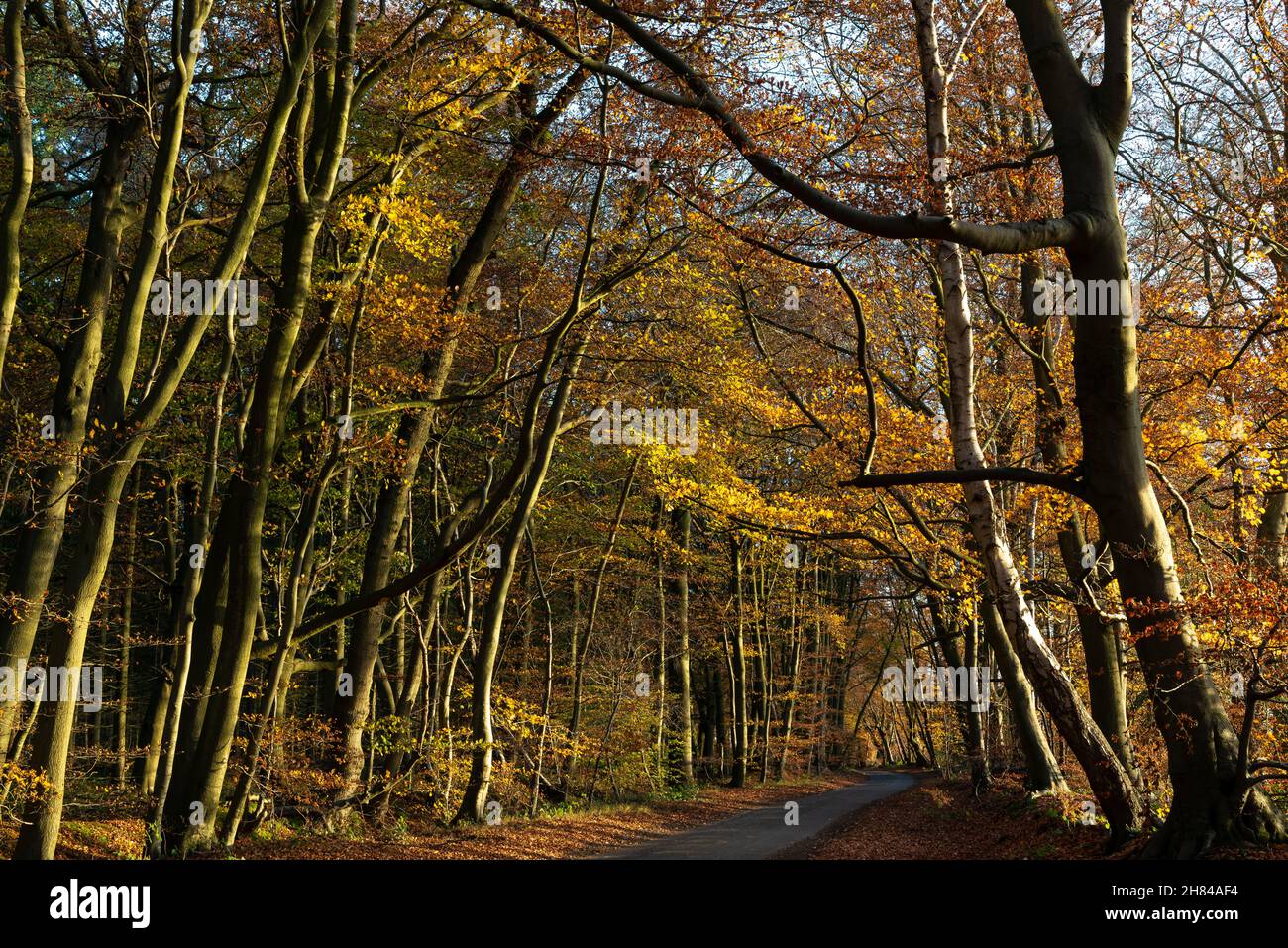 Beech trees with the November afternoon sun shining through along a quiet lane near Checkendon, Oxfordshire, but also close to the town of Reading,UK Stock Photo