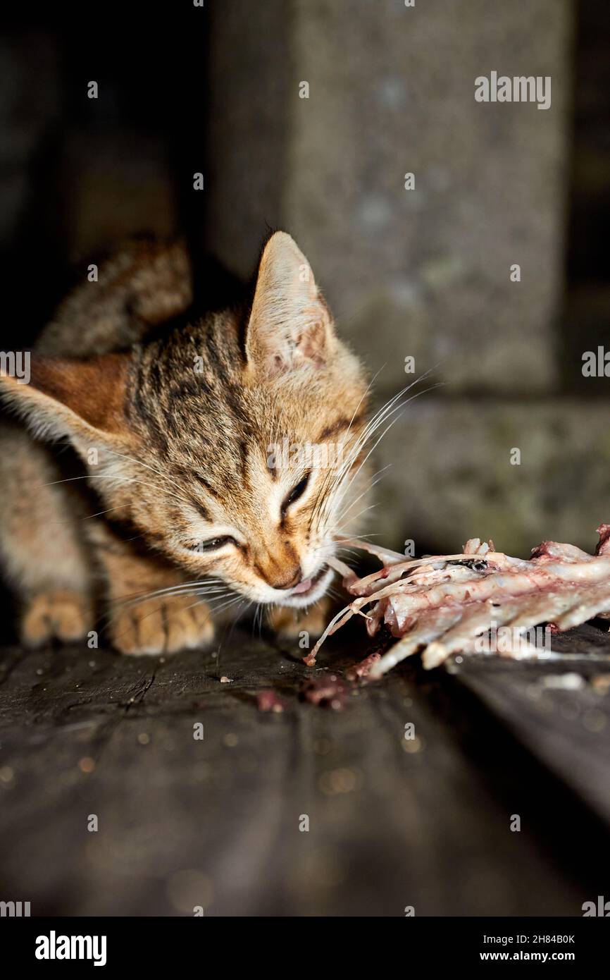 Kitten eating raw fish in a Japanese cemetery on Manabeshima Island, Seto Inland Sea, Japan Stock Photo
