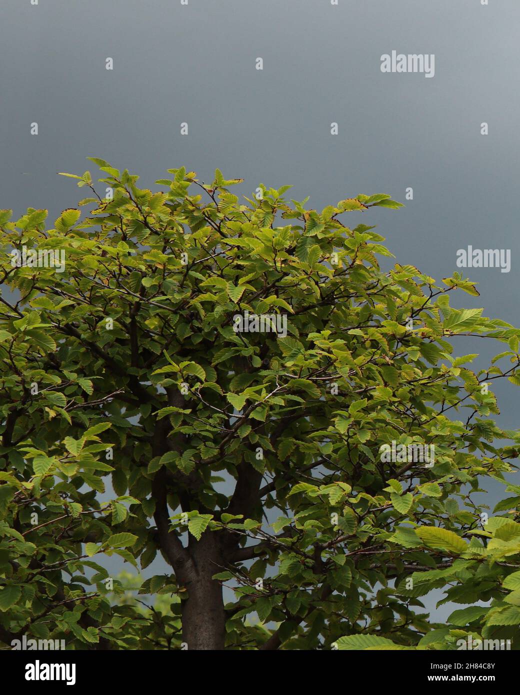 Branches with green leaves of bonsai tree hornbeam. Carpinus betulus Stock Photo