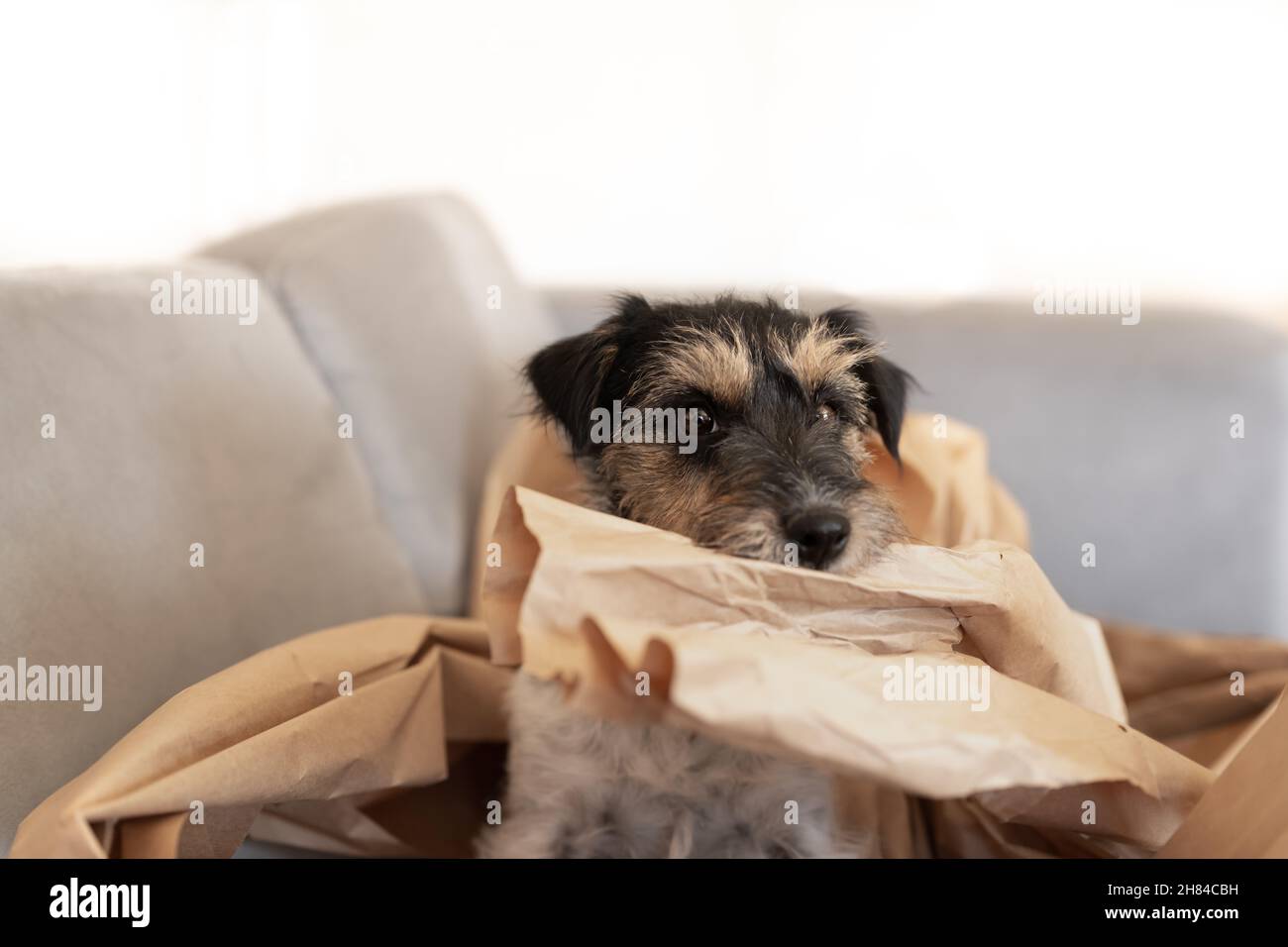 A disobedient dog is making a mess in the apartment. Little destroyer Jack Russell Terrier rips paper Stock Photo